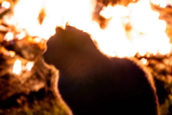Una Sagoma Gatto Seduto Una Foresta Che Brucia Nel Sottosuolo — Foto Stock