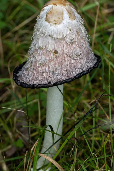 处于不可食用状态的芦笋蘑菇 — 图库照片
