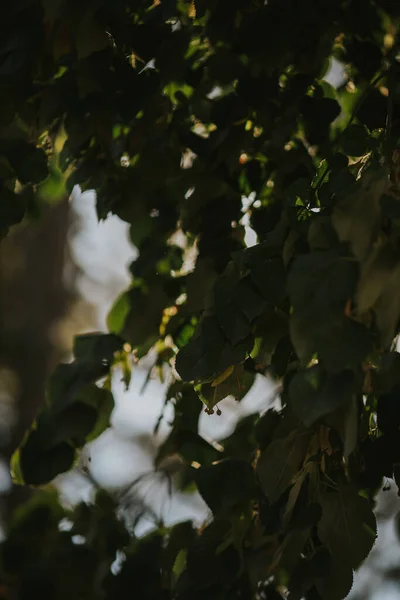 Ένα Όμορφο Κάθετο Φόντο Από Πράσινα Φύλλα Φρέσκου Δέντρου Κάτω — Φωτογραφία Αρχείου