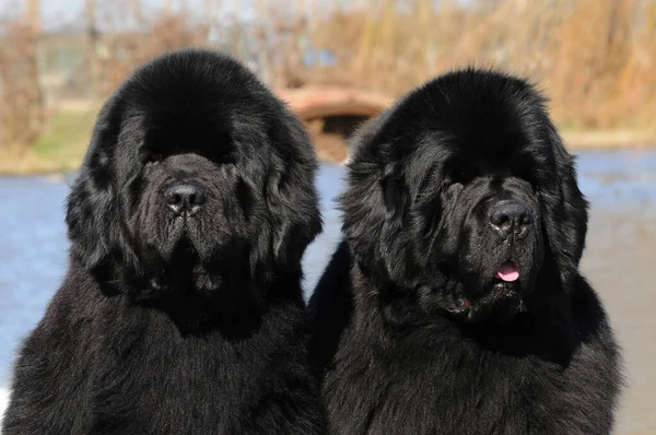 Zwei Schwarze Reinrassige Neufundlandhunde — Stockfoto