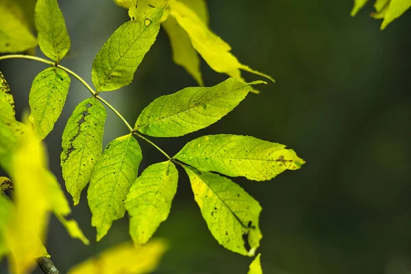 Close Belas Folhas Secas Outono Uma Floresta — Fotografia de Stock