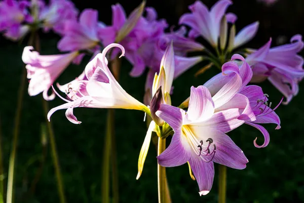 Kytice Belladonna Lilie Květiny Kvetoucí Zahradě — Stock fotografie