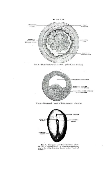 Blastodermiska Blåsorna Från Kanin Och Triton Taeniatus Embryonala Området Hos — Stockfoto