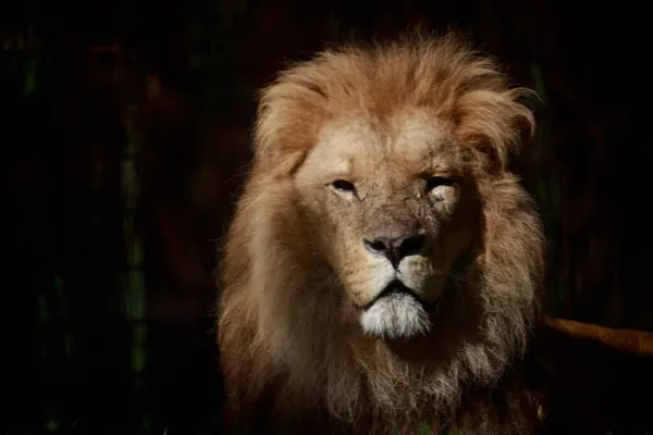 Closeup Shot Lion — Stock Photo, Image