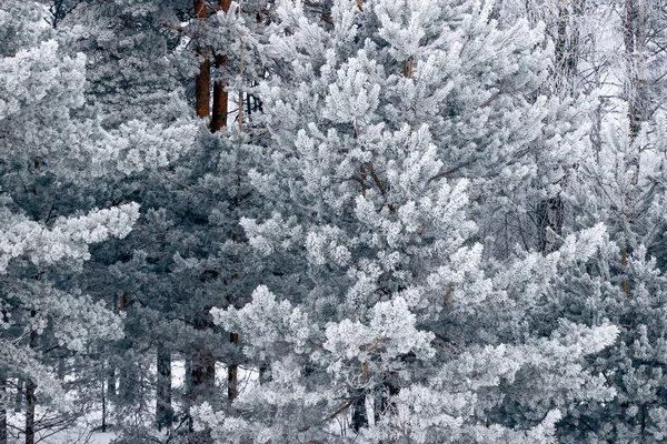 Piękny Widok Zimowy Las Tło Zimowe — Zdjęcie stockowe