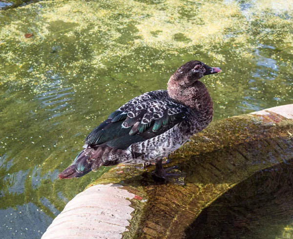 Närbild Anka Nära Damm Utomhus — Stockfoto