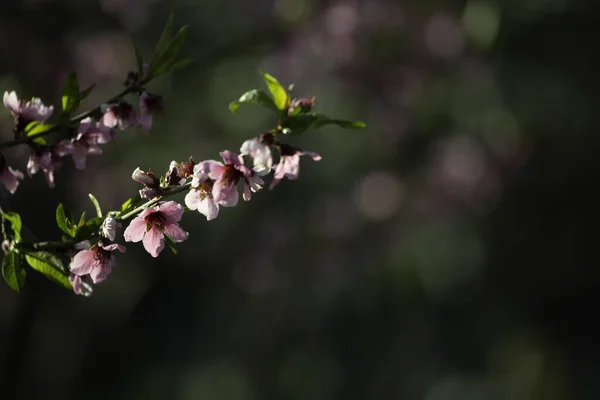 Focus Selettivo Fiori Pesca Rami Albero Uno Sfondo Sfocato — Foto Stock