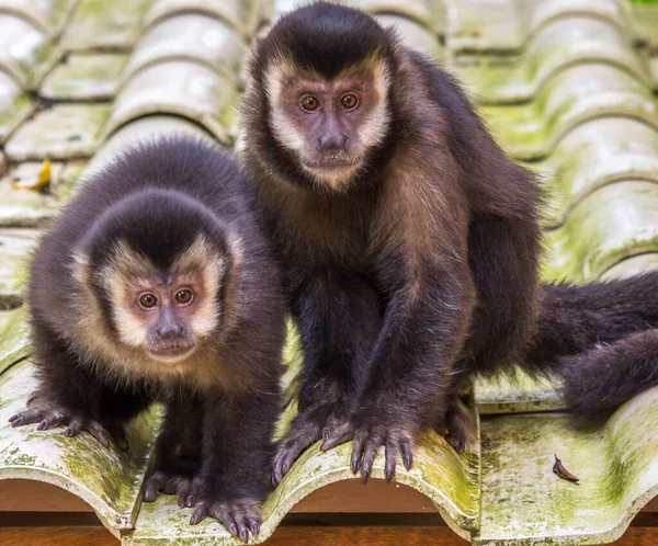 Los Monos Capuchinos Techo —  Fotos de Stock