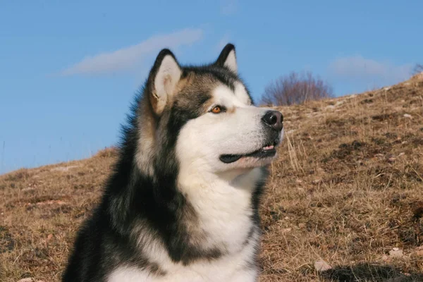 Retrato Cão Malamute Alasca Nas Montanhas — Fotografia de Stock