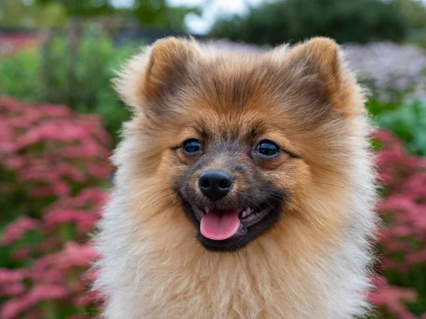 Primer Plano Perro Pomerano Marrón Con Collar Rojo Hermoso Jardín —  Fotos de Stock