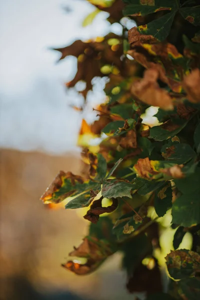 아래서 과마른 잎으로 이루어진 아름다운 흐리고 자연적 — 스톡 사진