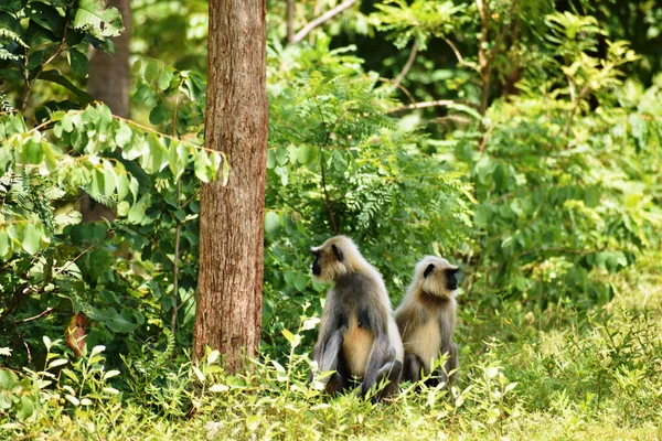Природному Середовищі Проживання Двох Яванських Мавп — стокове фото