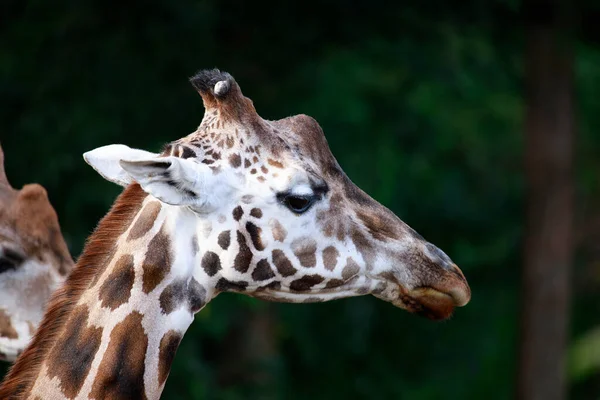 Tiro Perto Uma Girafa — Fotografia de Stock
