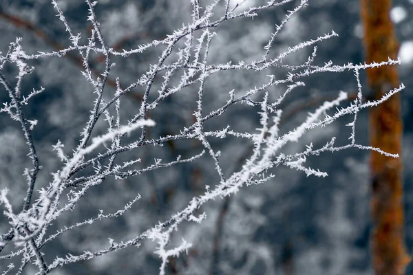 Крупный План Замерзших Ветвей Деревьев Зимний Фон — стоковое фото