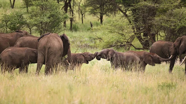 Uma Manada Elefantes Com Seus Bebés Numa Floresta — Fotografia de Stock