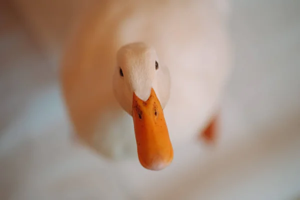 Primer Plano Pato Blanco Sobre Fondo Borroso — Foto de Stock