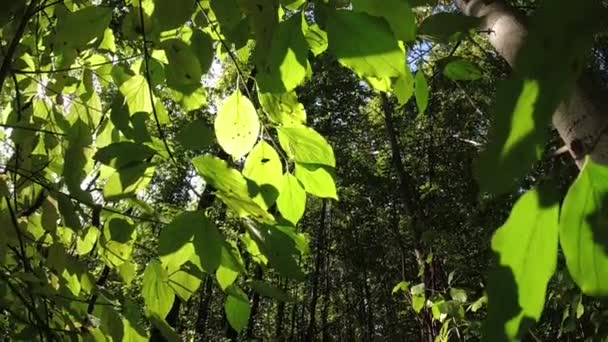 Kilátás Alulról Tetejére Fák Erdőben — Stock videók