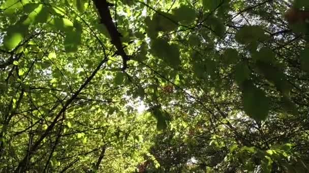 Från Botten Till Toppen Träd Skogen — Stockvideo