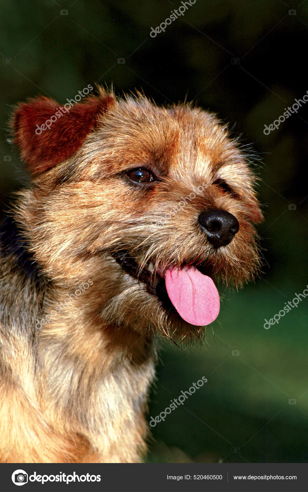 Cute Typical Norfolk Terrier Dog Outdoors — Stock Photo