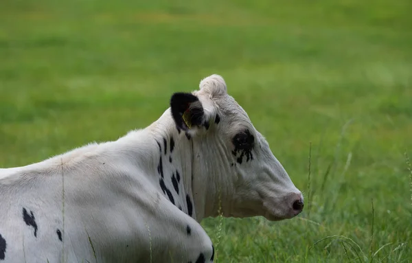 Белая Корова Пастбище Днем — стоковое фото