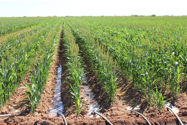 Les Rangs Récolte Dans Champ Agricole — Photo