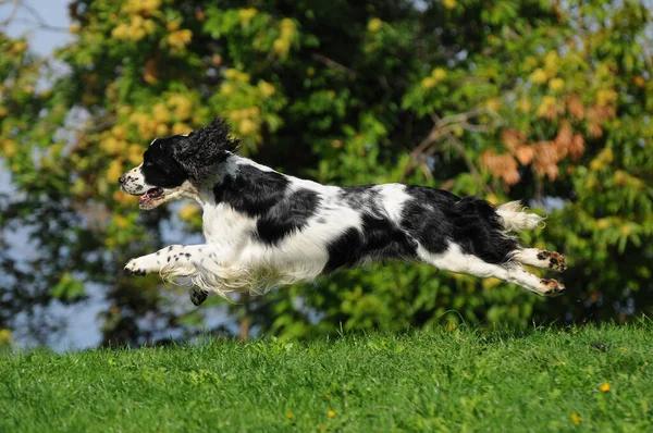 Beautiful Shot English Springer Spaniel Dog Outdoors Day — Stock Photo, Image