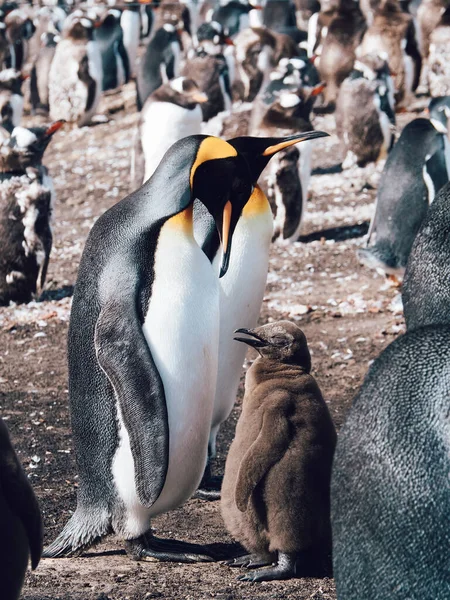 Tiro Vertical Pinguim Pai Com Seu Bebê — Fotografia de Stock
