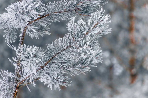 Een Close Van Bevroren Takken Winterachtergrond — Stockfoto