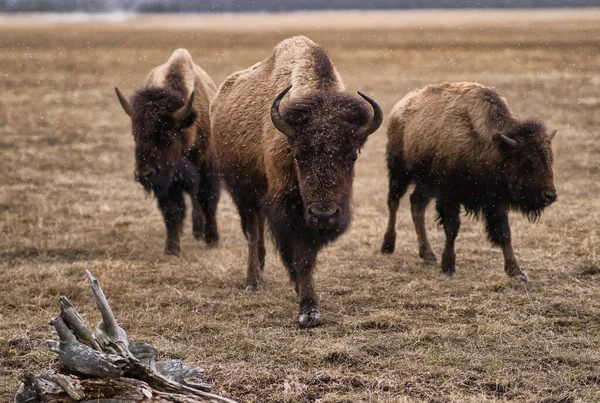 Uno Scatto Tre Bisonti Americani Bisonti Bisonti Bisonti Yellowstone Park — Foto Stock