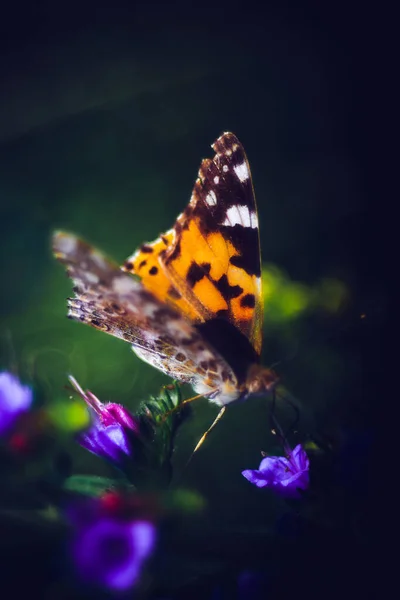 Tiro Close Uma Borboleta Colorida Flores Roxas — Fotografia de Stock