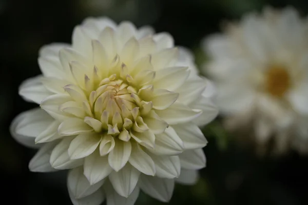 Płytkie Skupienie Kwiatu Dahlii Rozmytym Tłem — Zdjęcie stockowe