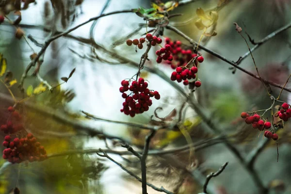 Eine Nahaufnahme Von Ästen Mit Wilden Beeren Wald — Stockfoto