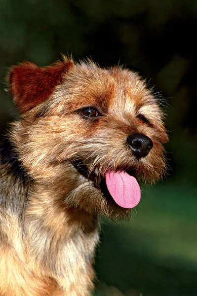 Cute Typical Norfolk Terrier Dog Outdoors — Stock Photo, Image