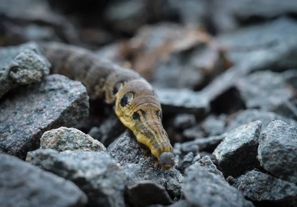 Een Close Van Een Worm Een Wazige Achtergrond — Stockfoto