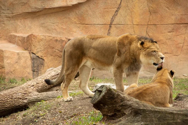 在公园里 一头狮子正在用舌头清洁他的母狮 这是大野生动物的美丽镜头 — 图库照片
