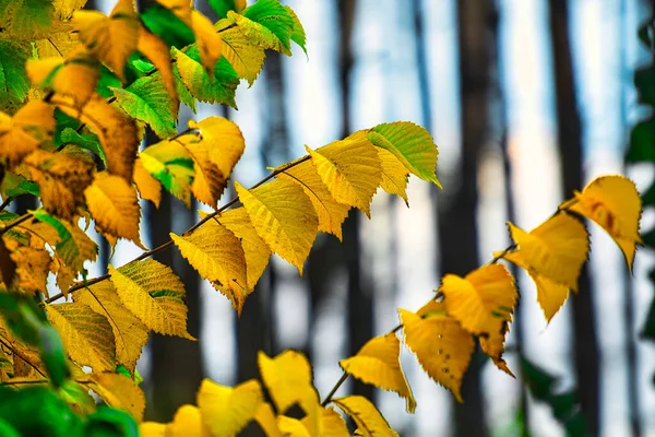 Крупный План Красивых Сухих Осенних Листьев Лесу — стоковое фото