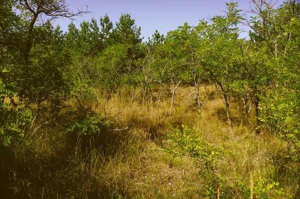 Uma Estrada Floresta Curonian Spit Lituânia — Fotografia de Stock