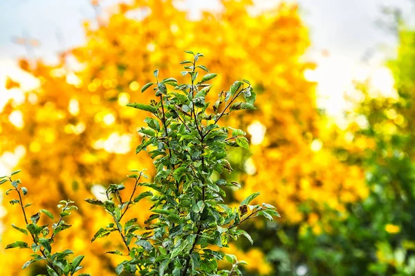 Primer Plano Hermosas Hojas Secas Otoño Bosque — Foto de Stock