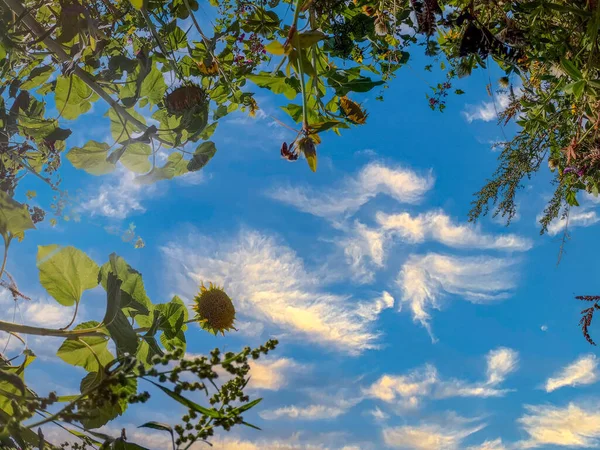 在蓝天的映衬下 向日葵场的一个低角度的镜头 — 图库照片