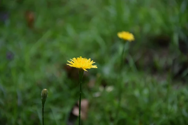 晴れた日に庭で美しい黄色のタンポポの花のクローズアップショット — ストック写真