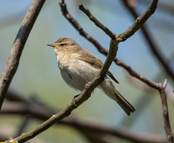 Closeup Shot Chiffchaff Warbler Perching Tree Bran — Stock Photo, Image