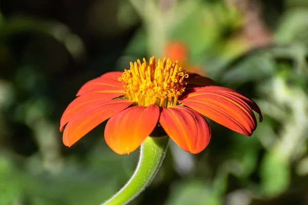 Крупный План Zinnia Angustifolia Цветущей Саду Солнечным Светом Размытым Фоном — стоковое фото