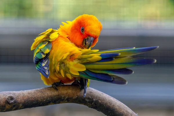 Selective Focus Shot Sun Conure Aratinga Solstitialis Perched Branch — Stock Photo, Image