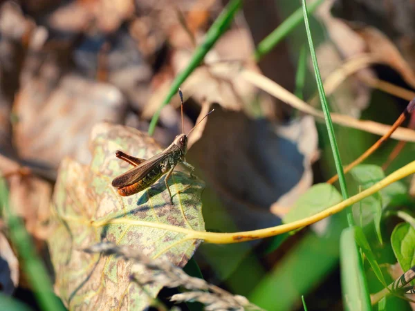 Egy Közeli Kép Egy Bokor Tücsök Tettigoniidae Egy Szép Kertben — Stock Fotó