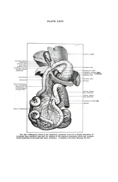 Illustrazione Delle Viscere Addominali Gatto Indurito Libro Anatomia Vintage — Foto Stock