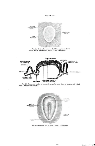 ウサギの卵の卵の楕円形の領域 羊の卵子の胚領域の横断面 ウサギの卵子の生殖領域 — ストック写真