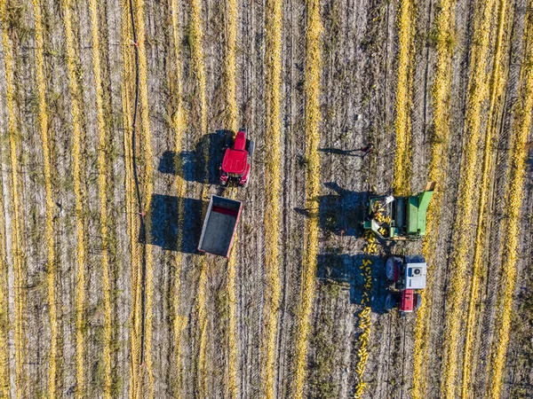 Une Belle Photo Une Récolte Citrouilles Dans Champ Pendant Journée — Photo