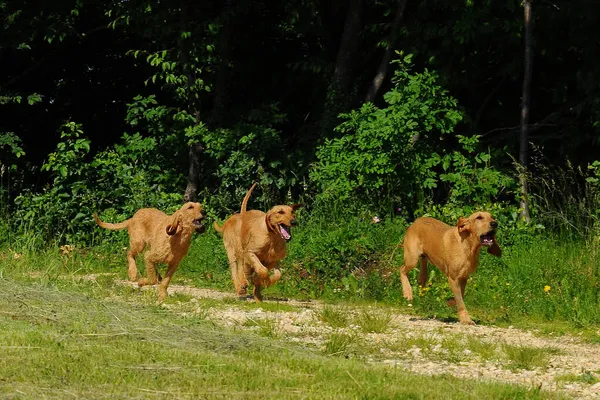 Три Італійських Собаки Бігають Лісом — стокове фото
