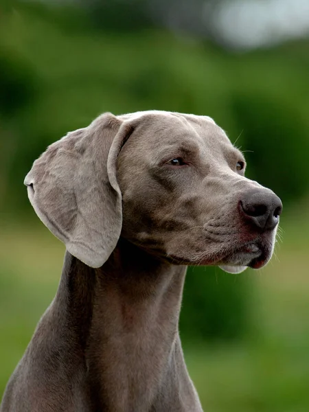 Tatlı Bir Weimaraner Köpeğinin Dikey Çekimi — Stok fotoğraf