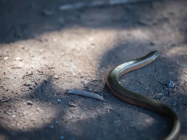 Primer Plano Una Serpiente Trueno Arrastrándose Por Suelo — Foto de Stock
